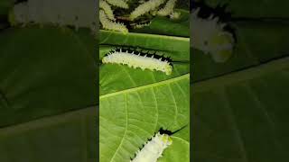 Silkworm of Assam [upl. by Bryner]