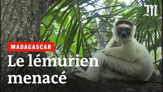 A Madagascar 95  des espèces de lémuriens menacés d’extinction [upl. by Osnohpla312]