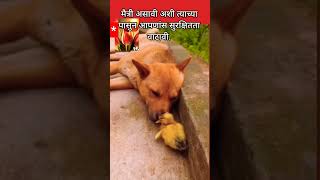 प्राणी मैत्रीच्या जगतात मानवाने बोध घ्यावा shorts viralvideo friend [upl. by Viafore664]