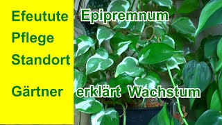 Efeutute richtig pflegen die komplette Guide der Epipremnum pinnatum Pothos plant [upl. by Berstine]