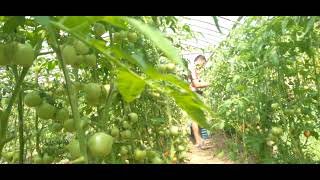 TOMATO FARMING IN NEPAL golveda kheti garne tarika किसान लई सम्मान गरौ एक subscribe गरिदिनु होला [upl. by Hinckley]