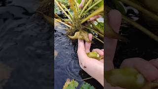 Beautiful natural Water Caltrop harvesting and rural life nature enjoy [upl. by Slein907]