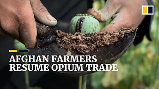 Opium trade blooms in Afghanistan as country’s economy wilts after Taliban takeover [upl. by Philippine]