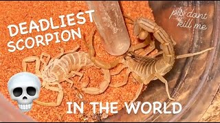 DEADLIEST SCORPION IN THE WORLD gets a New Home 💀 🦂 [upl. by Anotyal]