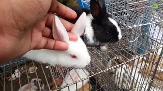 Incredible Cute Rabbit  in Pet Market [upl. by Don]