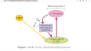 NCERT BIOLOGY 2024  CLASS 11  CHAPTER 11 PHOTOSYNTHESIS IN HIGHER PLANTS  PHOTOPHOSPHORYLATION [upl. by Acireit]