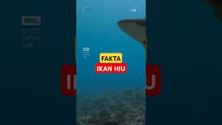 FAKTA IKAN HIU [upl. by Atiuqa]