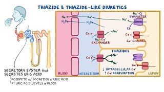 Pharmacology of Diuretics Thiazides Diuretics [upl. by Eramal298]