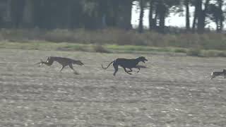 galgos de campo galgos y liebres [upl. by Yluj]