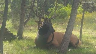 Vet Spends 12 Hours Rescuing Elk Who Got Antlers Stuck In a Tire Swing [upl. by Myrle]