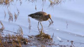 Wading birds [upl. by Ludba]