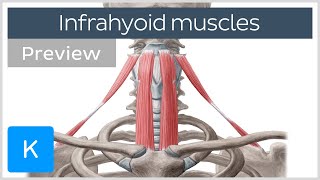 Infrahyoid muscles Origin insertion innervation and function preview  Human Anatomy  Kenhub [upl. by Darelle857]