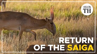 Return of the Saiga antelopes in Kazakhstan [upl. by Llerraj]