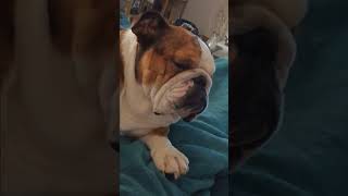 Prayer Healing for Grumpy Dog  Rocky the Bulldog [upl. by Beverlee]