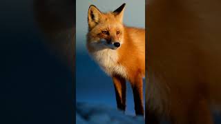 Real sounds of foxes screaming brown fox natural forest sound [upl. by Loralyn]