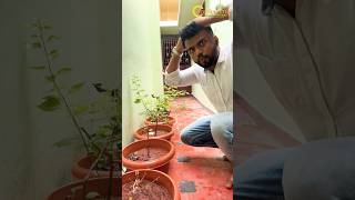 Plant repotting soil mix tamil  How to make perfect soilmix for plants chedivalarpu shortsfeed [upl. by Boleslaw716]