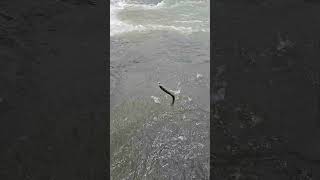 Rainbow Trout Animas River Colorado Fishing 63024 panthermartin [upl. by Intyre38]