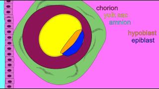 EMBRYONIC DEVELOPMENT EXTRAEMBRYONIC MEMBRANES [upl. by Ecirtnahs780]