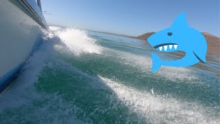 SHARKS in the Langebaan Lagoon [upl. by Ainnek785]