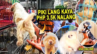 7K NALANG MAY TOY POODLE KANA  ARRANQUE SCENE [upl. by Llednahc]