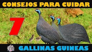 7 Consejos Importantes para Cuidar Gallinas Guineas o Coquenas [upl. by Naara]