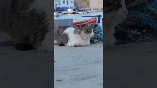 Bizerte nature vieuxport nice view landscape cat [upl. by Airetal60]