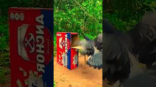 How to Make Creative Diy ideaTrap Pigeon birds Trap box 📦 shorts shortsfeed birds birdtrap [upl. by Defant]