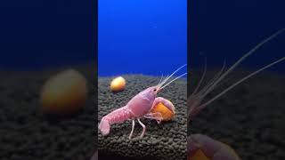 Pink crayfish eating carrotcrayfishcrawfishpinkpinkcrayfish crayfishfarming crayfishfeeding [upl. by Medin]