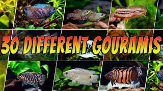 30 Rare amp Common Gouramis  Top Aquarium Gourami Types [upl. by Lytsirhc]