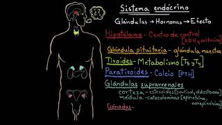 Resumen sobre las hormonas de las glándulas endocrinas  Fisiología del sistema endócrino [upl. by Riki]