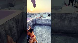 Ruby on fire 🐕🐕viralshort trendingshorts traning germanshepherd [upl. by Ahsac]