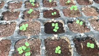 Arugula rocket leaves seed germination Rooftopandterracekitchengarden TerraceGardening [upl. by Bollinger645]