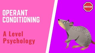 A Level Psychology  Operant Conditioning [upl. by Borg]