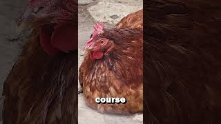 The surprising truth about raising chickens🐔 [upl. by Annabell269]