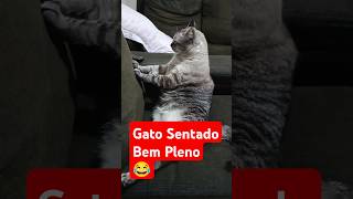 O Gato Sentadão 🤣 funk musica gatoengracado viraliza catlover [upl. by Aseneg273]