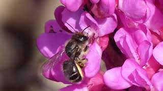 Leafcutter Bee Pollinates Chinese Redbud Flowers in Japan [upl. by Zetrauq]