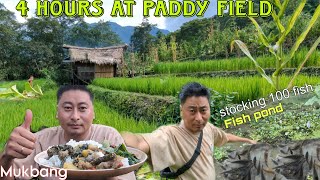 4 HOURS AT PADDY FIELD to stock fish in the pond MUKBANG TUENSANG NAGALAND NORTHEAST INDIA [upl. by Kerek875]