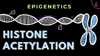 Histone Acetylation  Part 2  HATs and HDACs  Epigenetics  GATECSIRNET [upl. by Roxi]