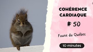 🪷Cohérence cardiaque 50  10 min  Faune du Québec [upl. by Bartholomew981]