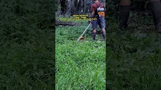 Tebasan mesin rumput Stihl [upl. by Tennos]