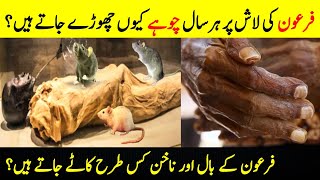 Why are rats placed on Pharaohs body  Unbelievable facts about the Mummy of Pharaoh [upl. by Latif820]