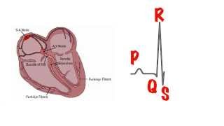 The basics of the ECG in 5 min [upl. by Inaja]