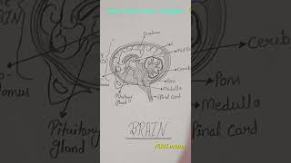 Brain map by Nikita mam📚10th amp 12th Science biology exam rrecommendations [upl. by Sac]