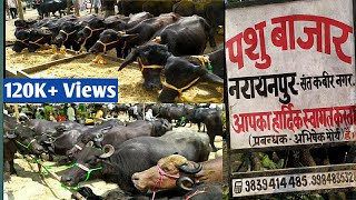 Narayanpur Pashu Mandi  Cattle Market Khalilabad UP INDIA  नरायनपुर पशु मण्डी  उत्तरप्रदेश भारत [upl. by Animas]