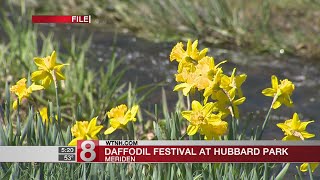 Daffodil Festival taking place at Hubbard Park [upl. by Per]