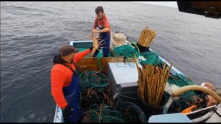 Lobster catch  Captura lagosta nos Açores  Palinurus elephas [upl. by Howie]