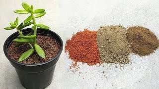 Grow indoor plants faster using mixed soil  Grow crassula plants indoors [upl. by Meadows]