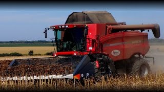 Case IH 8010  NAS 876 cs amp Geringhoff RotaDisc 9 row [upl. by Godard]