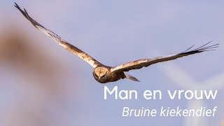 Verschil tussen mannetje en vrouwtje bruine kiekendief 1214 [upl. by Arahahs]