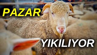 2024 KURBANLIK KUZU FİYATLARI  SANKİ BEDAVA DAĞITIYORLAR [upl. by Hubbard]